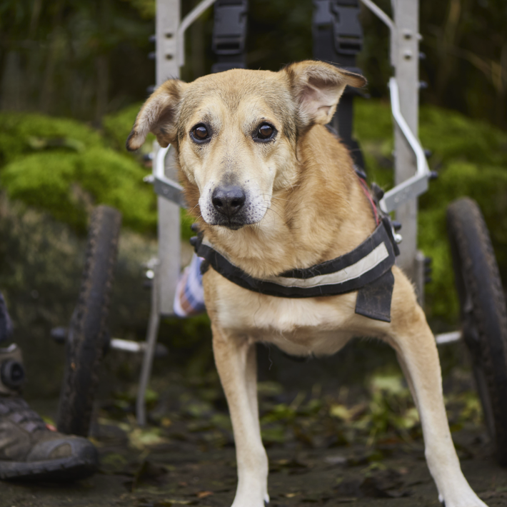 Lachsöl, 250 ml Flasche