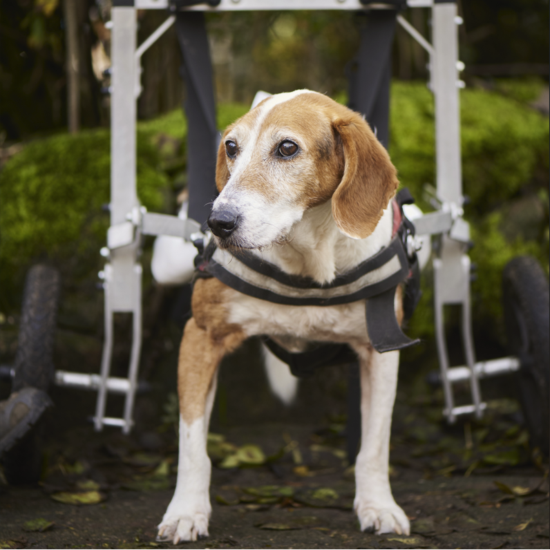 Heringe 100 g Beutel