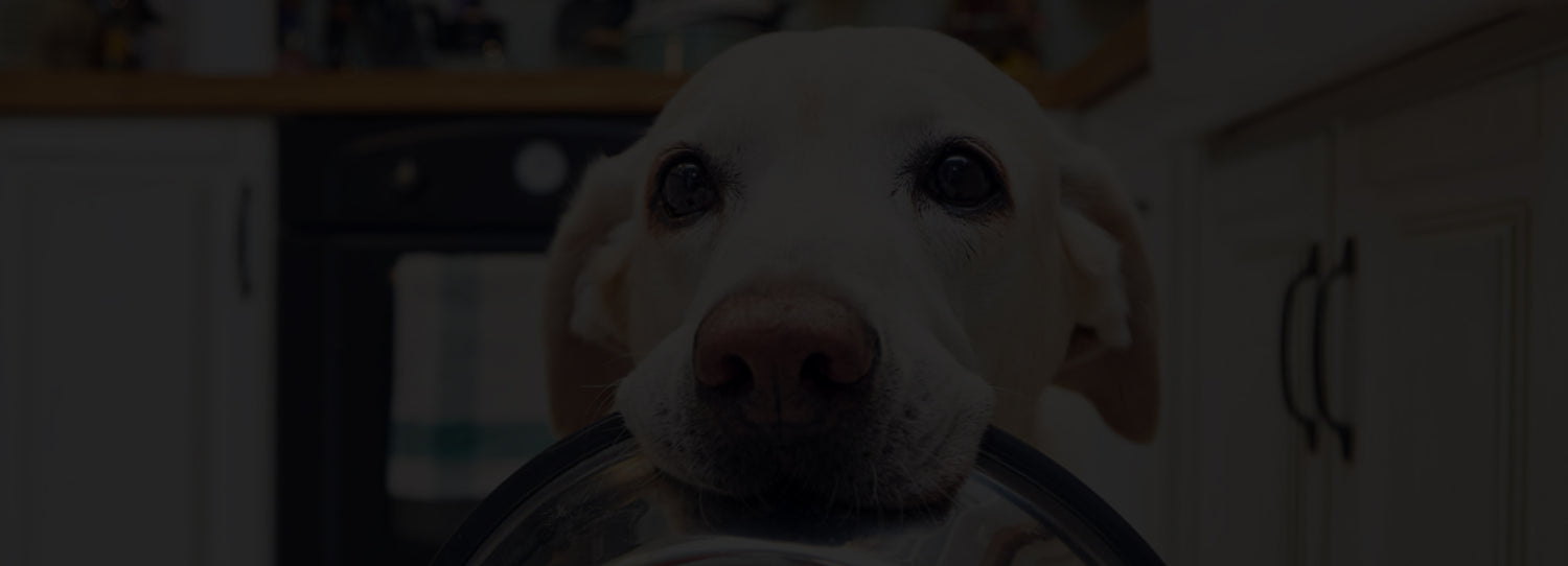 Ein beiger Labrador hält einen silbernen Futternapf im Maul und steht in einer Küche.