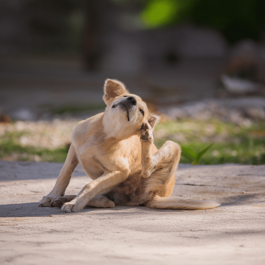 Seminar Allergien beim Hund