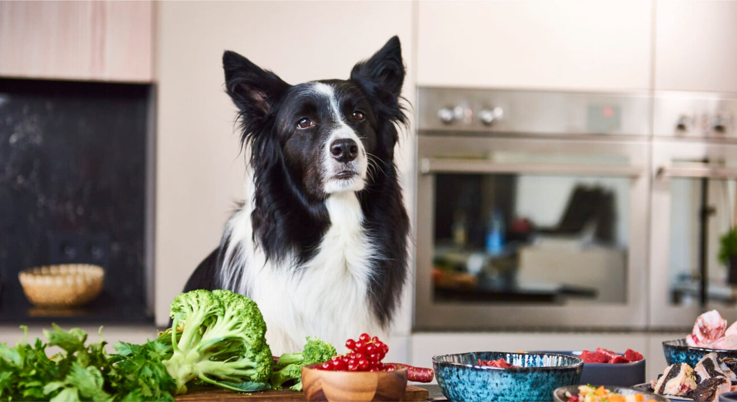 Ein schwarz weißer Hund sitzt vor einem Tisch mit Gemüse und Obst.