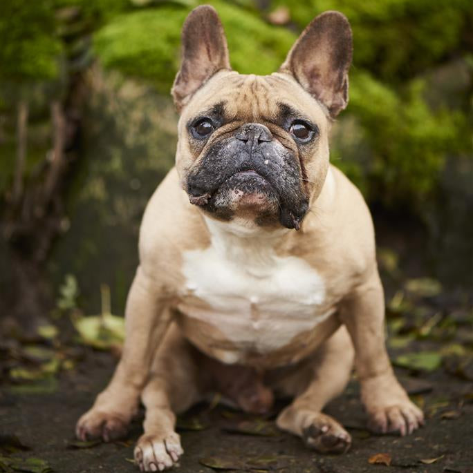 Hühnerfüße 250 g Beutel