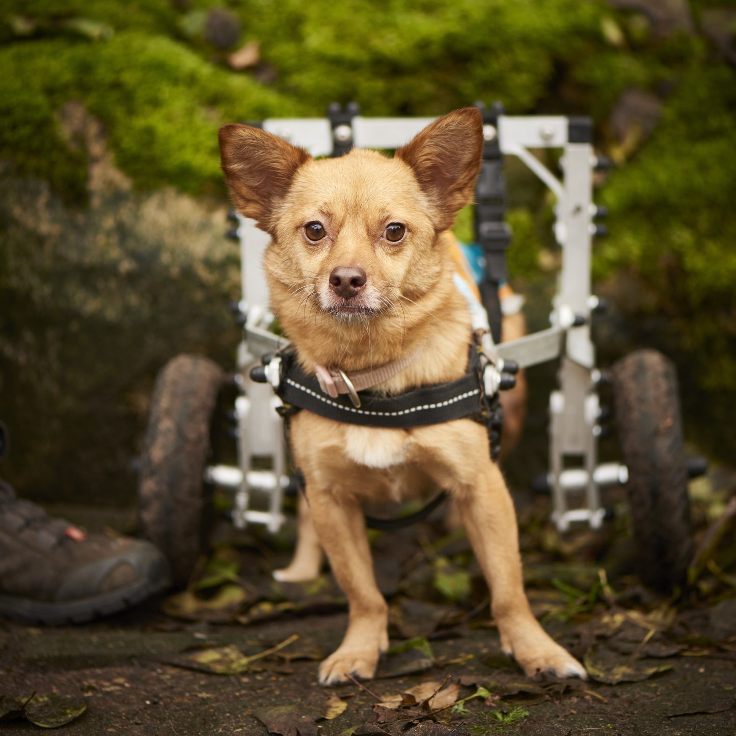 Goodies Kaninchenfleischwürfel 100 g Beutel