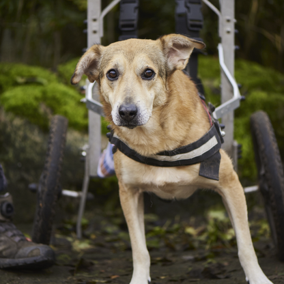 Lachsöl, 250 ml Flasche