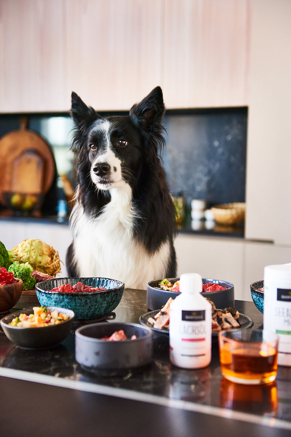 Hund sitzt auf Höhe der Küchenplatte. Auf dieser stehen sämtliche Futterprodukte.